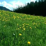 Apartament Villa-musica *